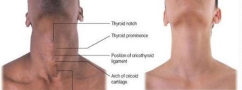 Neck