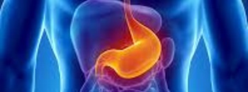 Stomach