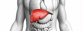 Liver