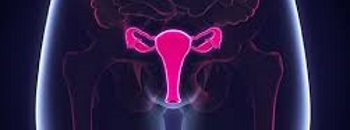 Uterus