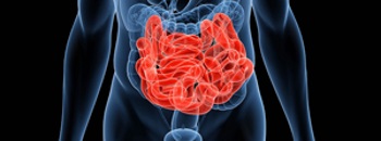 Small Intestine
