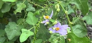 Herbs usage External